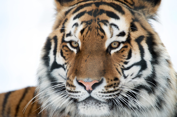 Сибирский тигр
 - Фото, изображение