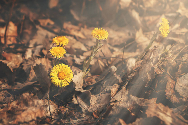 Early spring flowers of coltsfoot made their way through a bed of dry leaves - Φωτογραφία, εικόνα