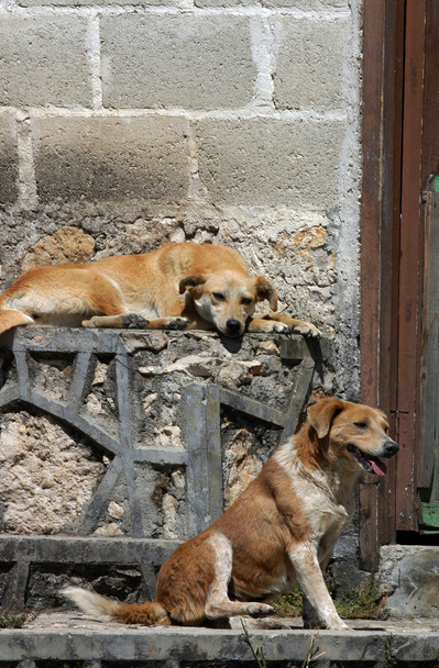 Dogs on the street in San Cristobal - Fotoğraf, Görsel
