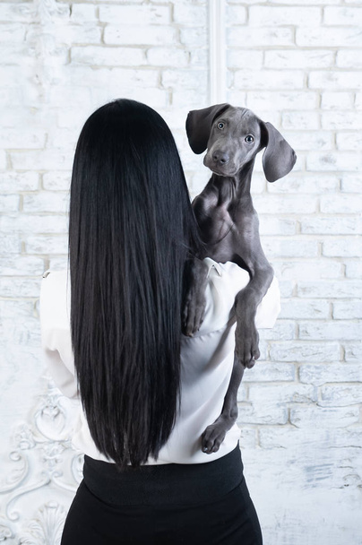Дівчина тримає шикарного собаку цуценя Ваймараннера, смішний щеня дивиться в
 - Фото, зображення
