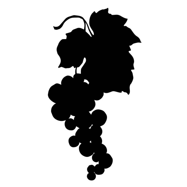 Векторное здоровое питание из ягод винограда. Черно-белый рисунок чернил. Изолированный элемент иллюстрации винограда
. - Вектор,изображение