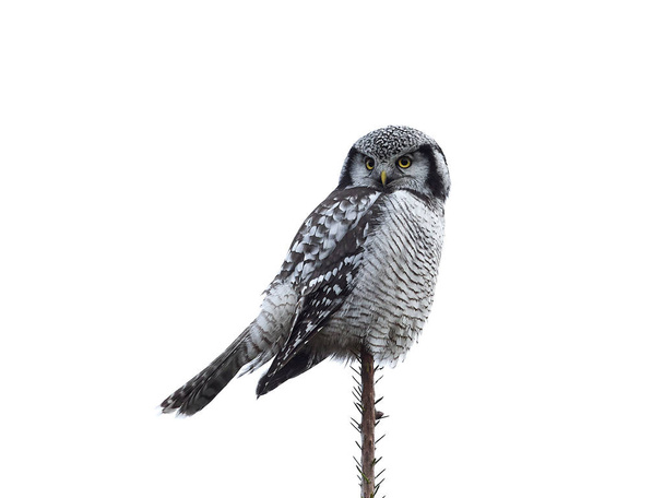 Northern Hawk Owl (Surnia ulula) - Photo, Image