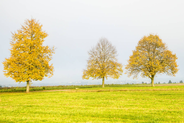 Linden mit goldenen Blättern im Herbst - Foto, Bild
