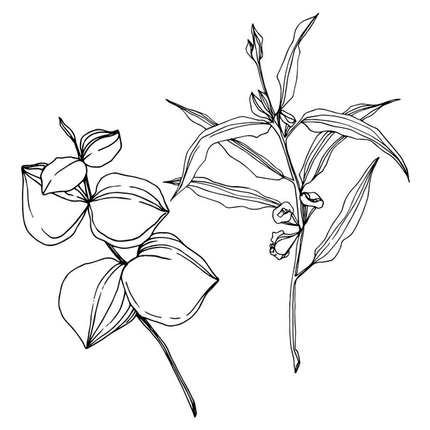 Vector Eucalyptus tree leaves. Black and white engraved ink art. Isolated eucalyptus illustration element. - Vektör, Görsel