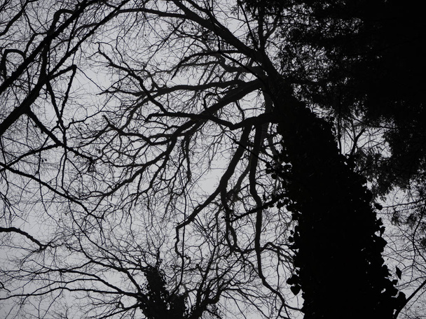 Silueta de árboles en blanco y negro
 - Foto, imagen
