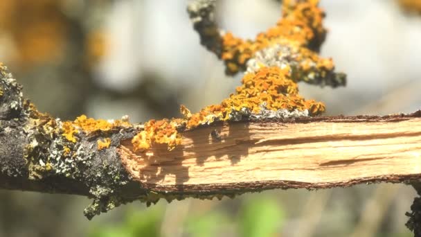 Желтый и белый мох на ветке в летнем лесу
 - Кадры, видео