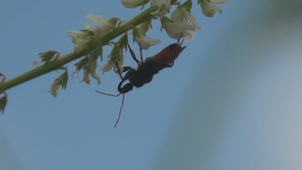 Reduviinae, reduviid killer bugs hangt aan wilde bloem tegen de blauwe lucht, contrasterend uitzicht op bruine wants. Macro view insect in het wild - Video