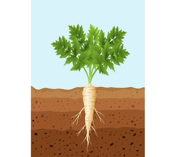 Ilustración vectorial de planta de árbol de chirivía con raíces
 - Vector, imagen
