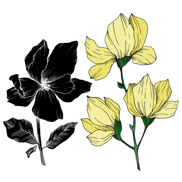 Διάνυσμα Magnolia λουλούδια βοτανικό. Μαύρο και άσπρο χαραγμένο μελάνι τέχνης. Μεμονωμένο στοιχείο εικονογράφησης μανόλιας. - Διάνυσμα, εικόνα