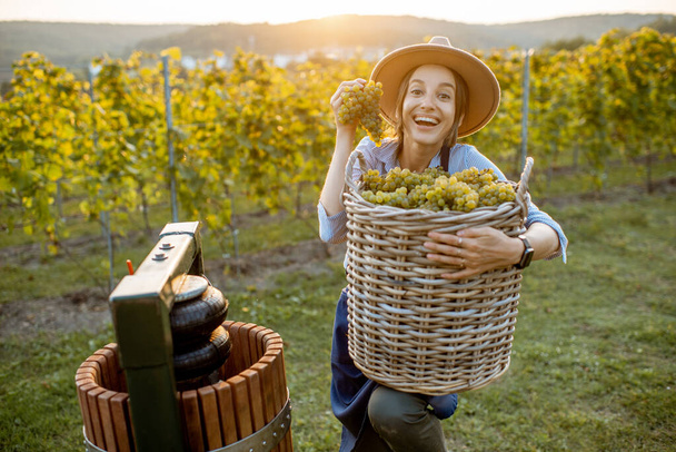 Жінка з виноградом на винограднику
 - Фото, зображення
