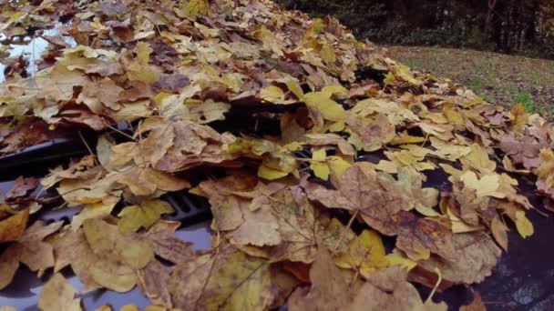 Αργή κίνηση πυροβόλησε πεσμένα φύλλα του φθινοπώρου στο παρμπρίζ ενός αυτοκινήτου στο πάρκο - Πλάνα, βίντεο