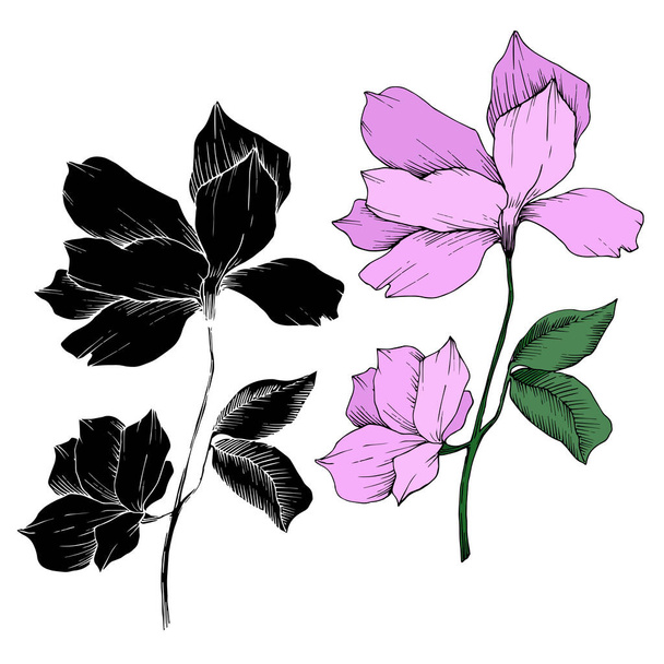 Vektör Magnolia çiçek botanik çiçekleri. Siyah beyaz işlemeli mürekkep sanatı. İzole edilmiş manolya illüstrasyon ögesi. - Vektör, Görsel