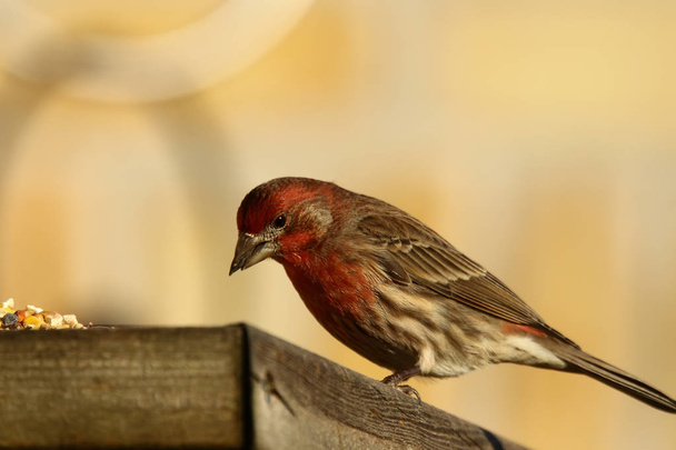 House finch on the feeder - Photo, Image
