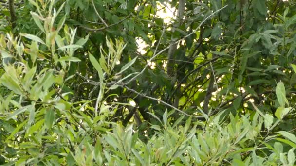 Mulher de cor impressionante de um americano redstart warbler pulando para cima e para longe
 - Filmagem, Vídeo