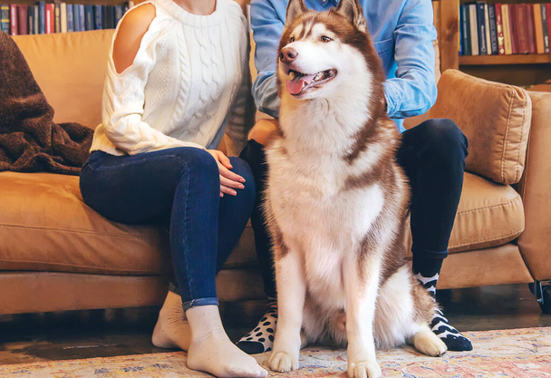 Husky-Hund erwachsen zu Hause bei seinen Besitzern. Selektiver Fokus. - Foto, Bild