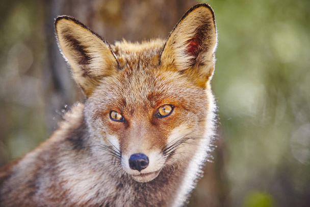 Fox head with geen background. Wildlife in the forest - Photo, Image