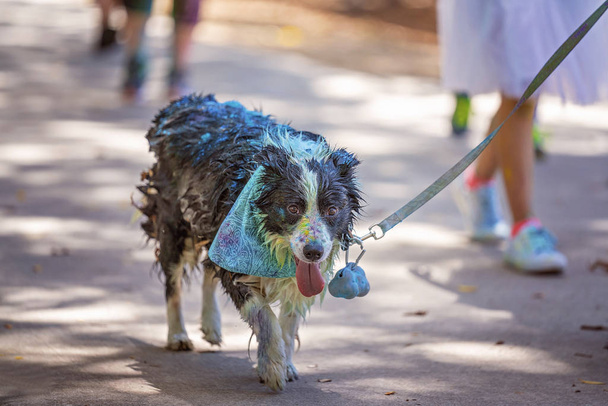 Собака покритий кольоровим порошком
 - Фото, зображення