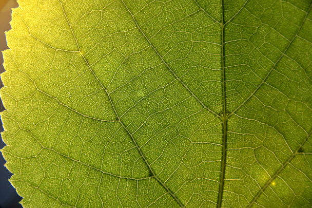 green leaf macro. visible veins. closeup - 写真・画像