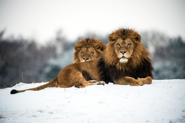 Löwenmännchen vor Schneehintergrund - Foto, Bild
