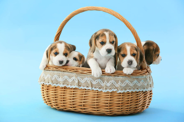 Chiots beagle mignons dans le panier sur fond de couleur
 - Photo, image