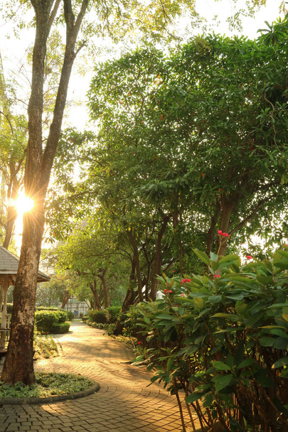 Jardin tropical avec la lumière du soleil chaud qui brille à travers l'arbre
 - Photo, image