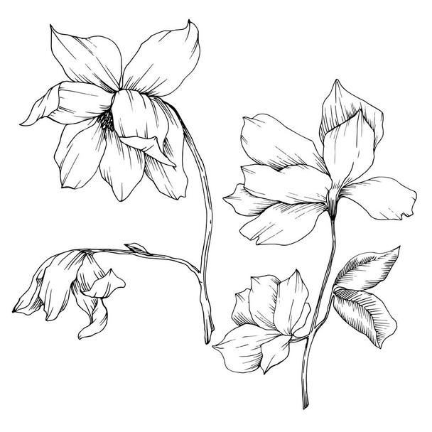 Vektori Magnolia kukka kasvitieteellinen kukkia. Musta ja valkoinen kaiverrettu muste taidetta. Eristetty magnolia-kuvituselementti
. - Vektori, kuva