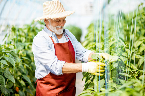 Ανώτερος άντρας που καλλιεργεί γλυκοπιπεριές στο θερμοκήπιο - Φωτογραφία, εικόνα