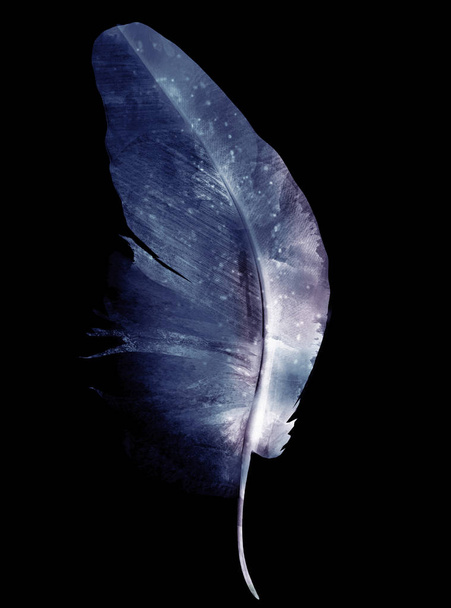 Watercolor feather on black - Photo, Image