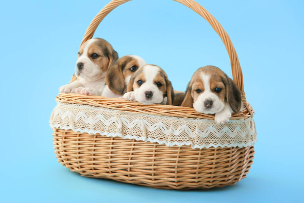 Cute beagle puppies in basket on color background - 写真・画像