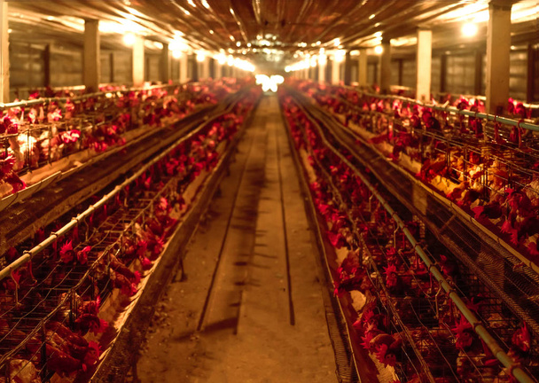 Chicken farm. Egg-laying chicken in battery cages. Commercial hens poultry farming. Layer hens livestock farm. Intensive poultry farming in close systems. Egg production. Chicken feed for laying hens. - Photo, Image