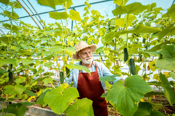 Senior man growing cucumbers in the hothouse - Photo, image