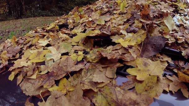 Lassú mozgás lövés elesett őszi levelek szélvédőn egy autó a parkban - Felvétel, videó