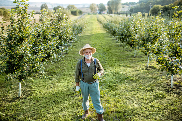 Senior man in the apple orchard - Фото, зображення
