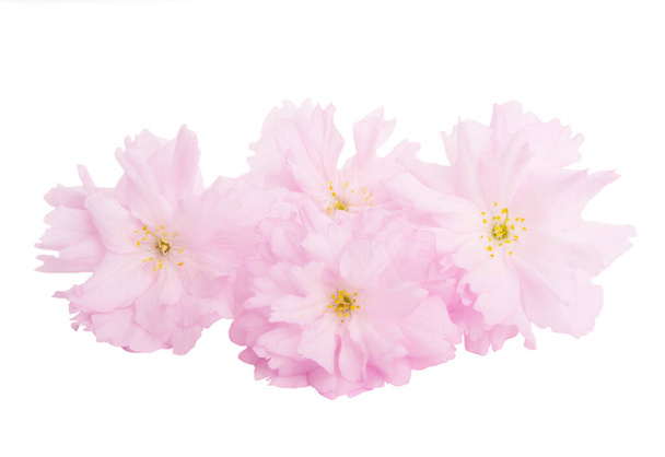 Sakura virágokat elszigetelt  - Fotó, kép