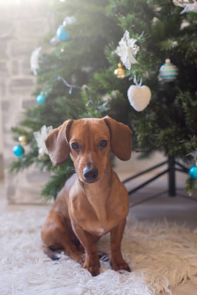 ダックスフントの子犬、閉じます。クリスマスと新年の時間、白いカーペットの上で装飾された木の近くの犬. - 写真・画像