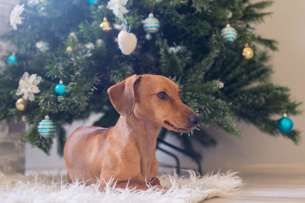 Dachshund κουτάβι, κλείσε. Χριστούγεννα και το νέο έτος, το σκυλί κοντά διακοσμημένο δέντρο σε λευκό χαλί. - Φωτογραφία, εικόνα