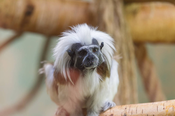 Kleiner Affe Baumwolle-Top-Tamarin. - Foto, Bild