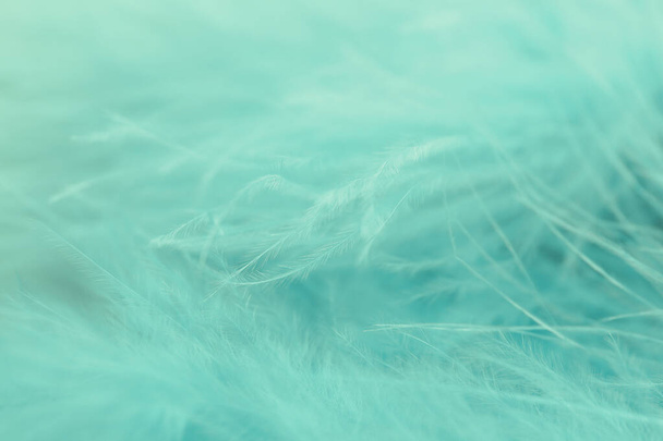 Texture of fluffy turquoise feather, closeup - Photo, Image