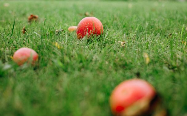 apples red fruits grass tree season harvest - Φωτογραφία, εικόνα