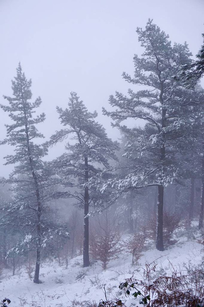                      bomen met sneeuw in de bergen in het winterseizoen, witte en koude dagen           - Foto, afbeelding