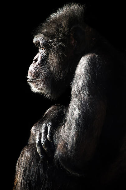 Simpanssi valo ja varjo
 - Valokuva, kuva