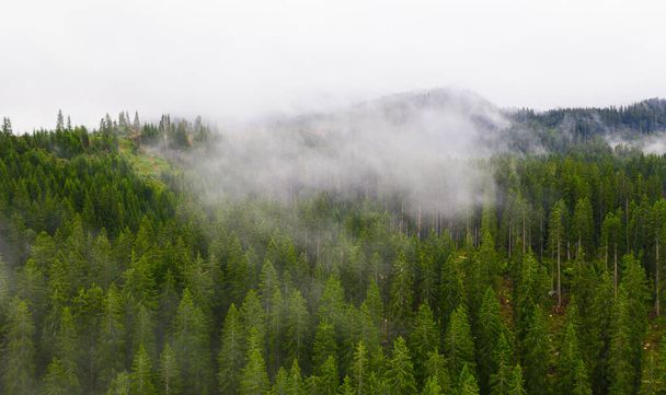Panoramische foto over de toppen van dennen- of dennenbos met kleine wolken. Bovenaanzicht vanuit de lucht bos. Misty mistig berglandschap met kopieerruimte - Foto, afbeelding