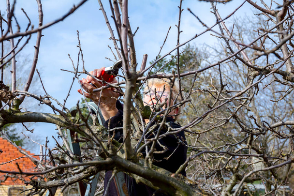 シニア女性は枝を切り、せん断で果物の木を剪定しています - 写真・画像