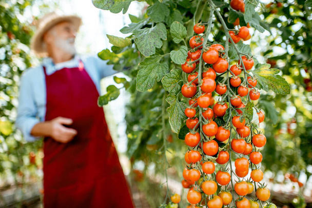 Senior baut Tomaten im Gewächshaus an - Foto, Bild