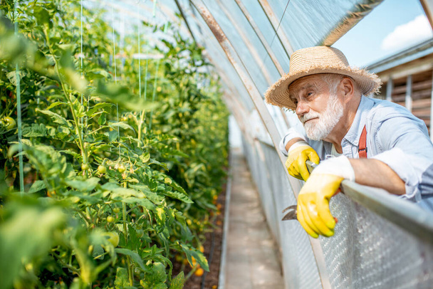 Senior agronomist on the farmland with greenhouses - Valokuva, kuva