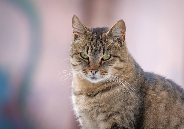  izlerken bir kedi portresi - Fotoğraf, Görsel