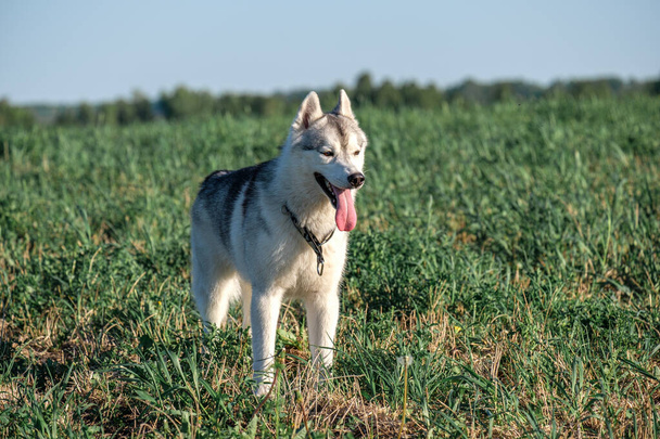on the field is worth dog husky and closely looks forward themselves - Photo, Image