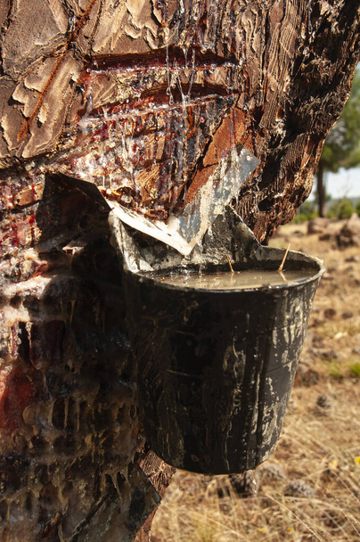 Harnessing resin Corsican pine Pinus pinaster, Pinewoods, Spain - Photo, Image