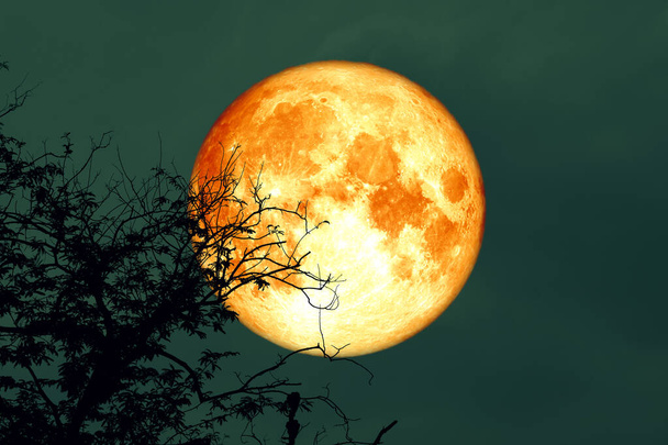 full oak blood moon back on branch tree in the night sky - Photo, Image