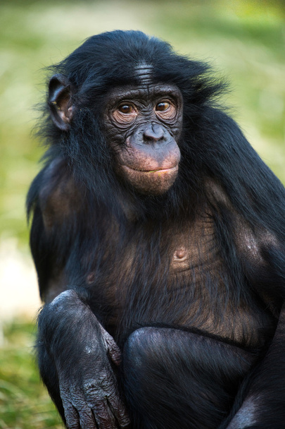 Bonobo шимпанзе
 - Фото, зображення